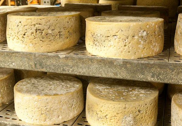 Curacin del queso oveja